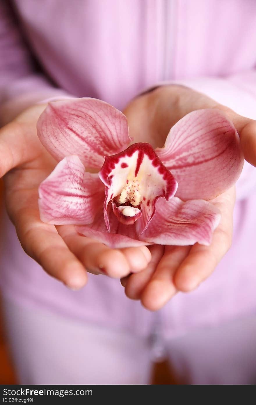 Pink Orchid In A Girl S Hands