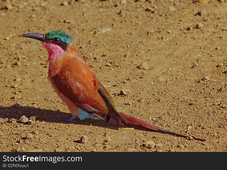 Carmine Bee-eater