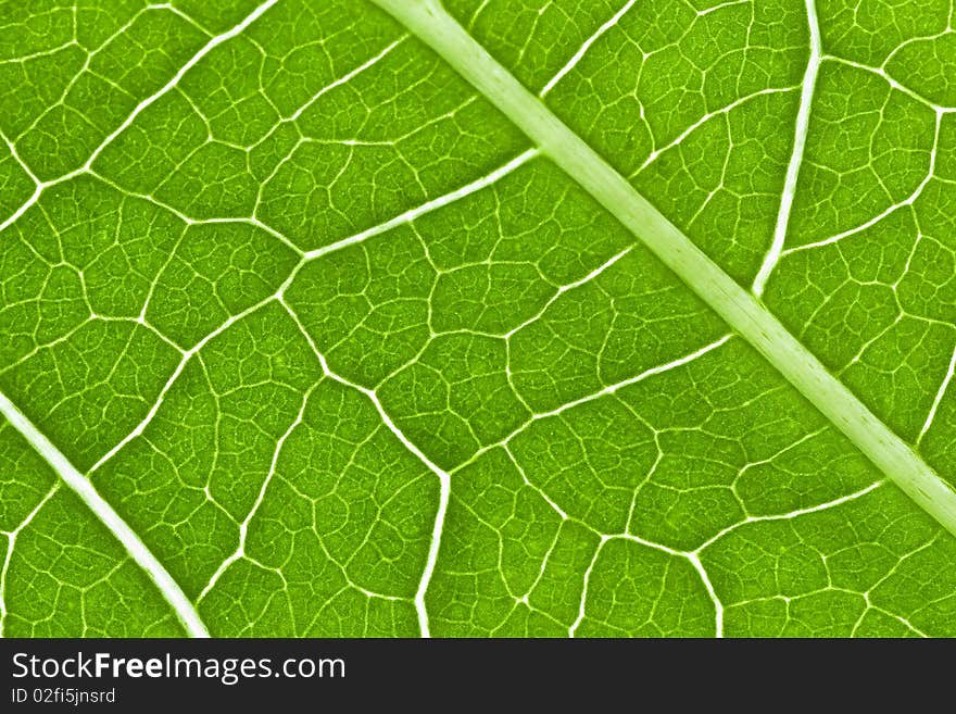 Cluse-up of a green leaf structure