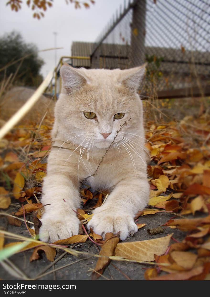 My red cat Levik so meet autumn 2009