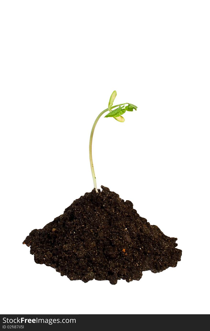 Young plant on the white backgrounds