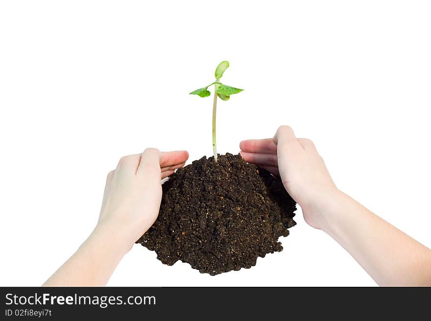 Young plant with hands on the white backgrounds