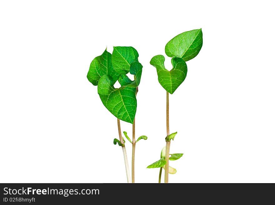 Green young plant on white background