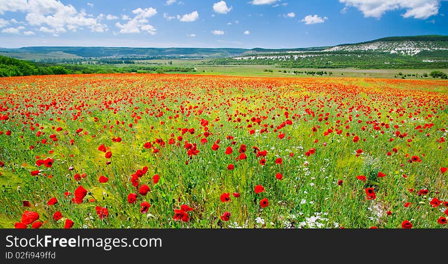 Green field with red poppies