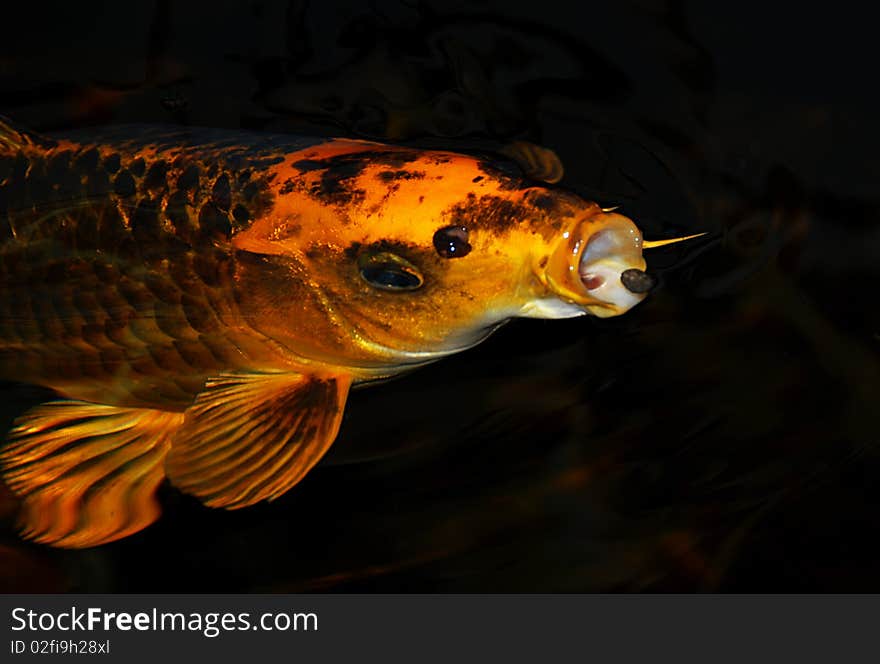 A Japanese koi feeds on pelleted food. A Japanese koi feeds on pelleted food.