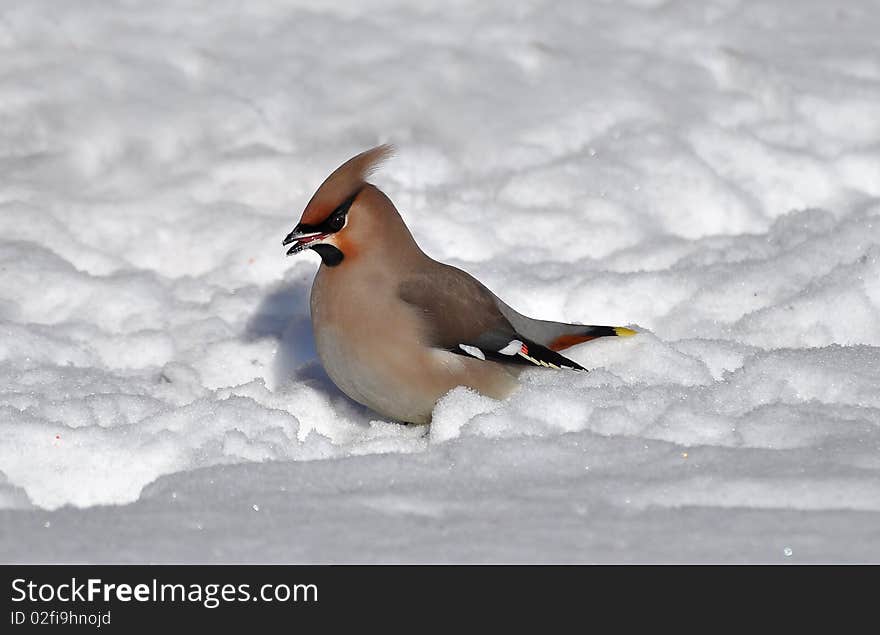 Waxwing in snow