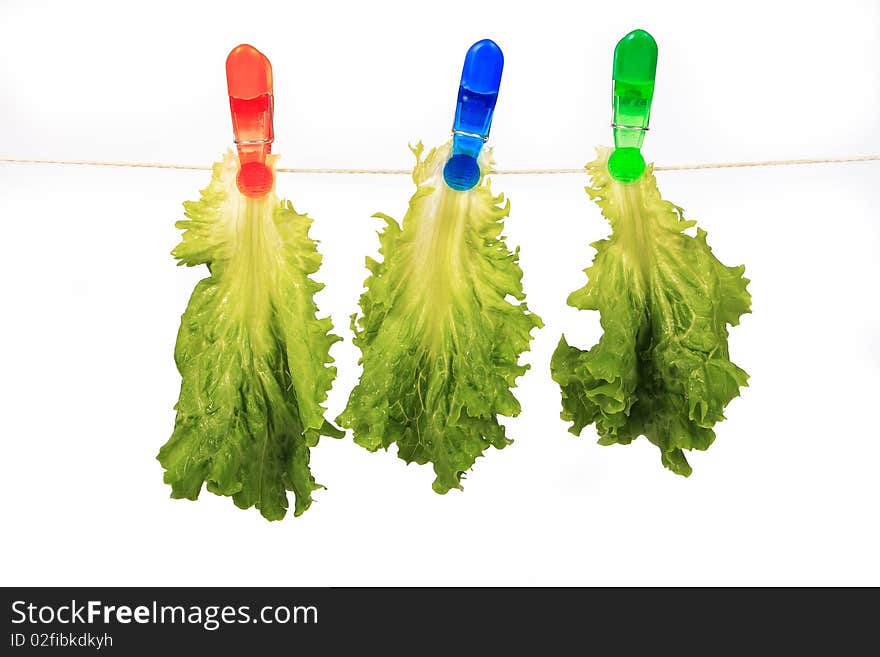 Fresh green leaf lettuce on a white background