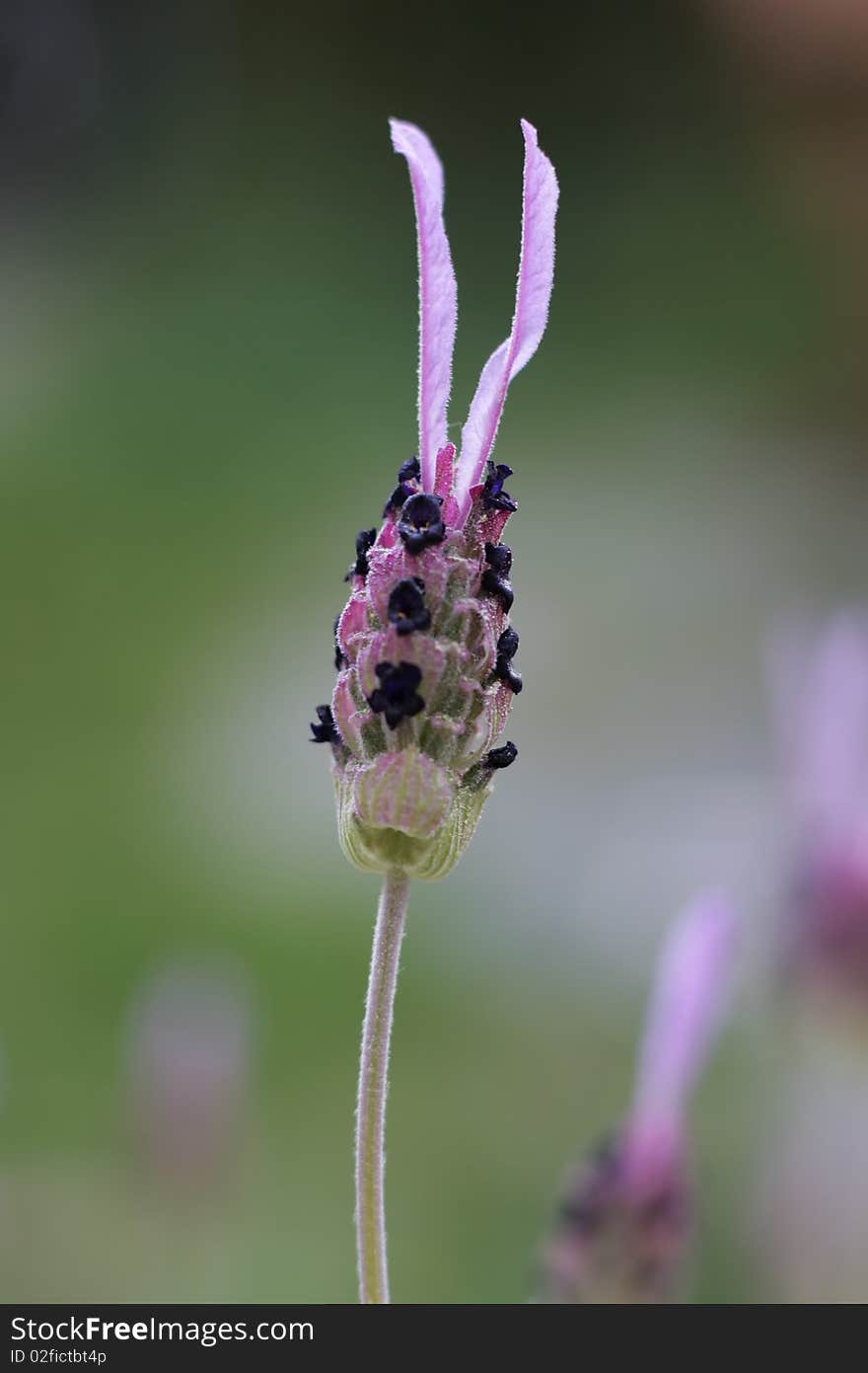 Lavender flower shot with very short depth of field. Lavender flower shot with very short depth of field