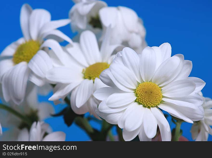 Daisies against sky blue background. Leucanthemum. Daisies against sky blue background. Leucanthemum