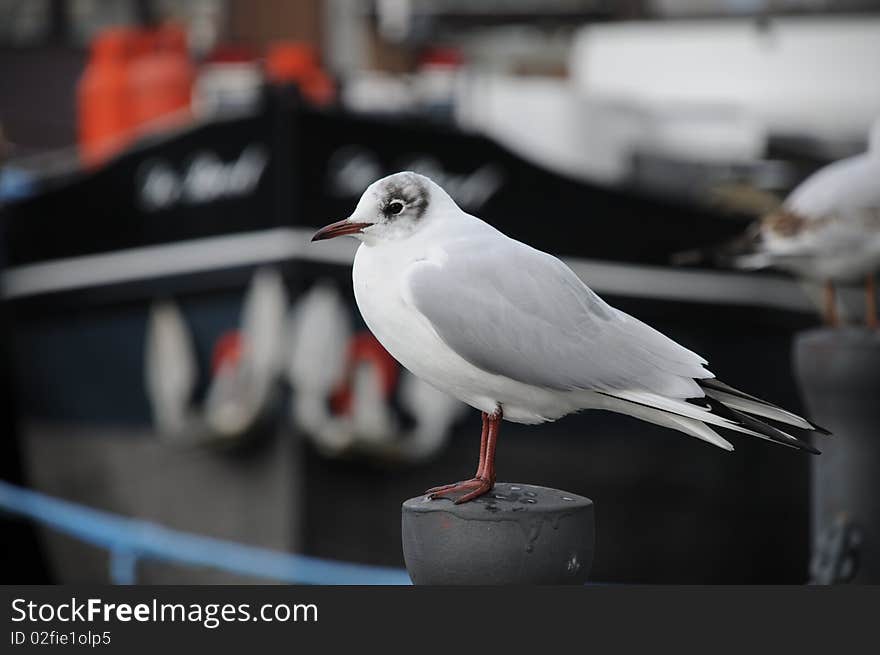 Lonely looking gull perched on pole. Fishing boat in background. Lonely looking gull perched on pole. Fishing boat in background