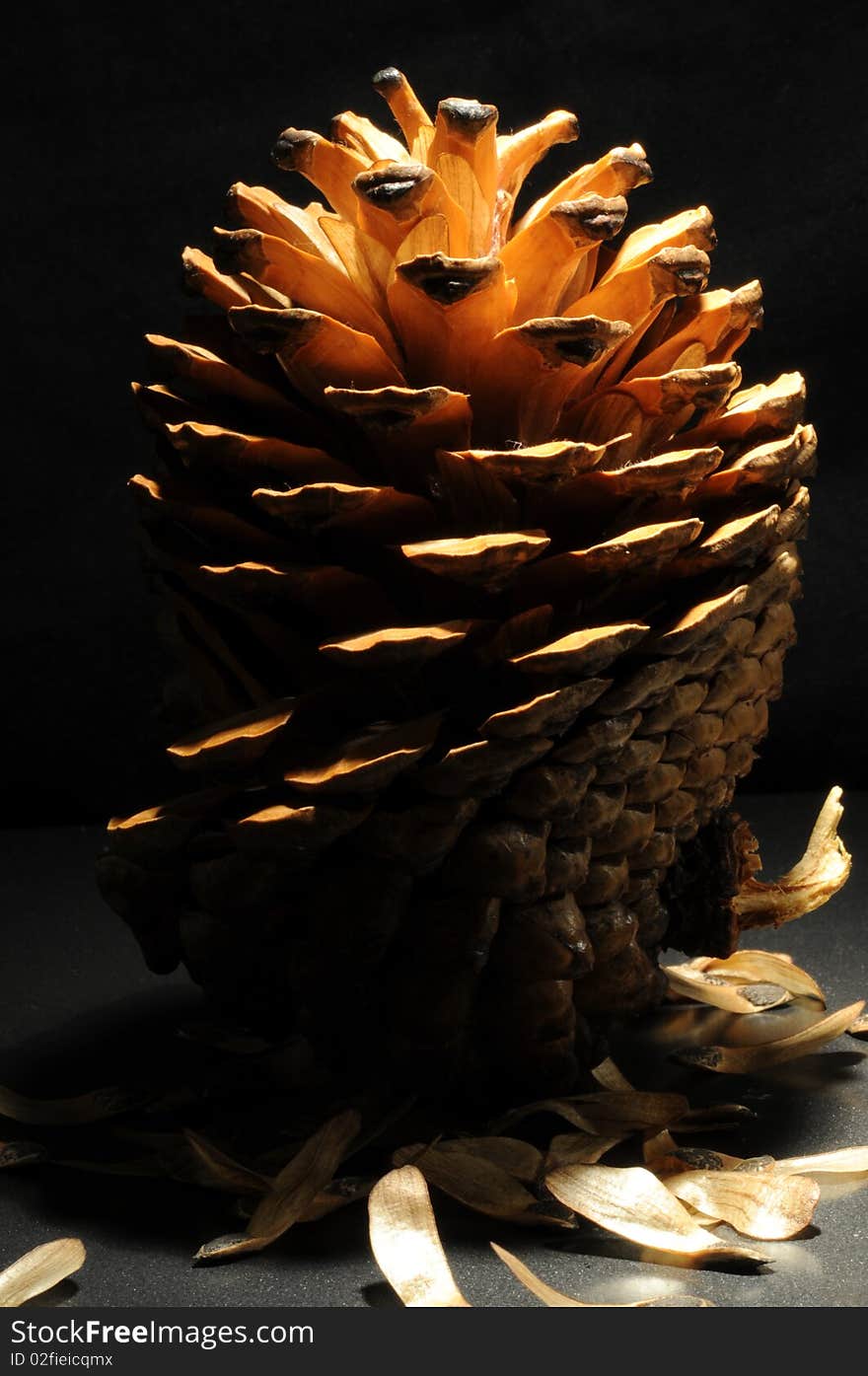 Half opened pine cone with directional light against dark background. Scattered seeds at base of cone