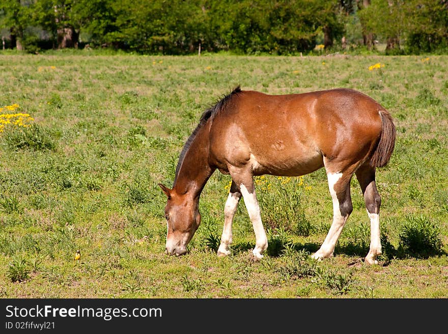 A brown horse eating grass. A brown horse eating grass