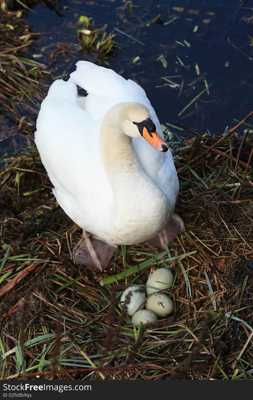 Swan with nest