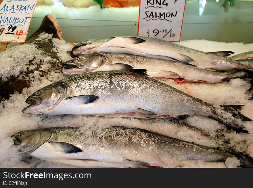 Freshly caught King Salmon for sale at a local market  . Freshly caught King Salmon for sale at a local market