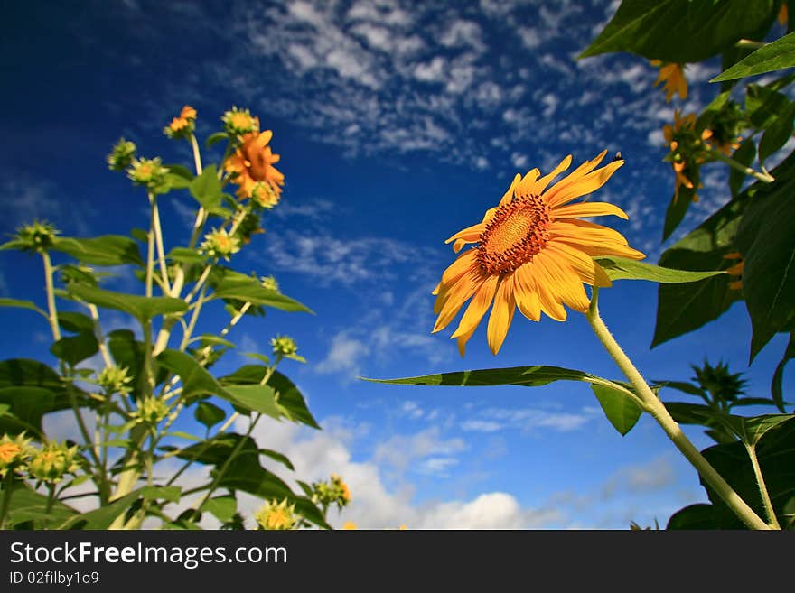 Sunflower