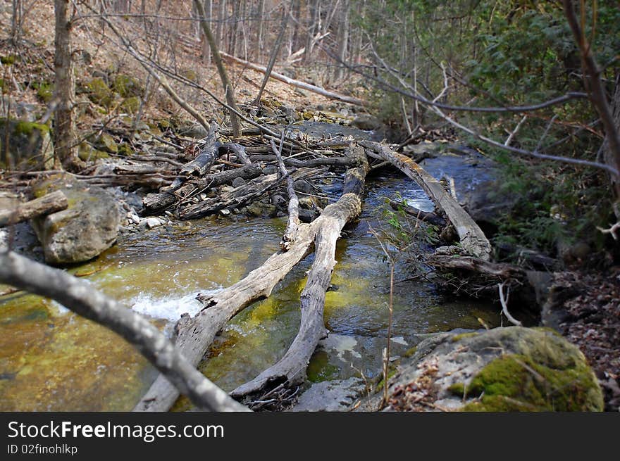 A pile of twigs and branches in the middle of a rushing stream, indicating the presence of beavers. A pile of twigs and branches in the middle of a rushing stream, indicating the presence of beavers.