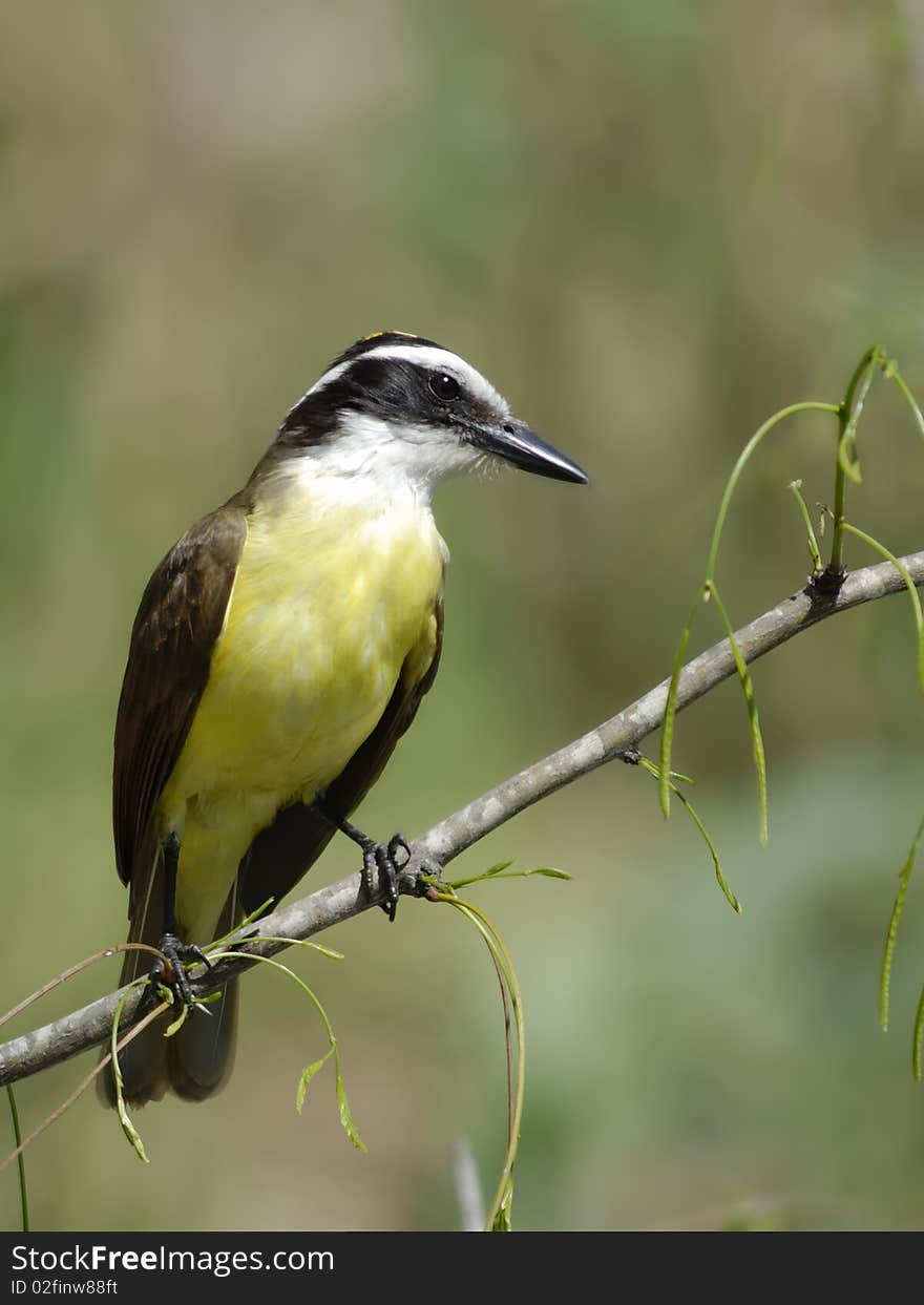 Greater Kiskadee Flycatcher perched with a soft background