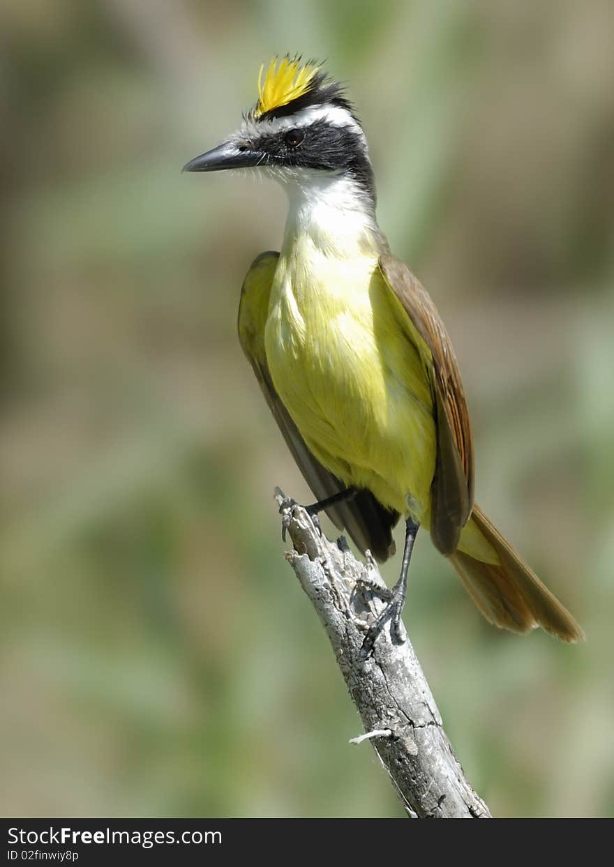 Greater Kiskadee Flycatcher displaying bright yellow crown