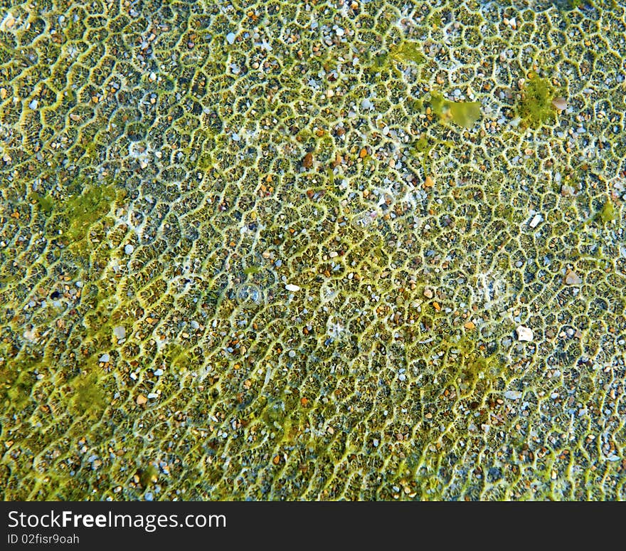 Close up of Reef and Seaweed