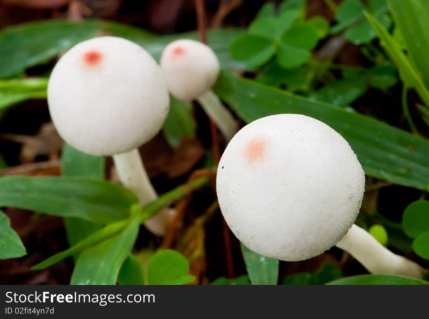 A Portrait of Mushrooms and Clovers in Naure