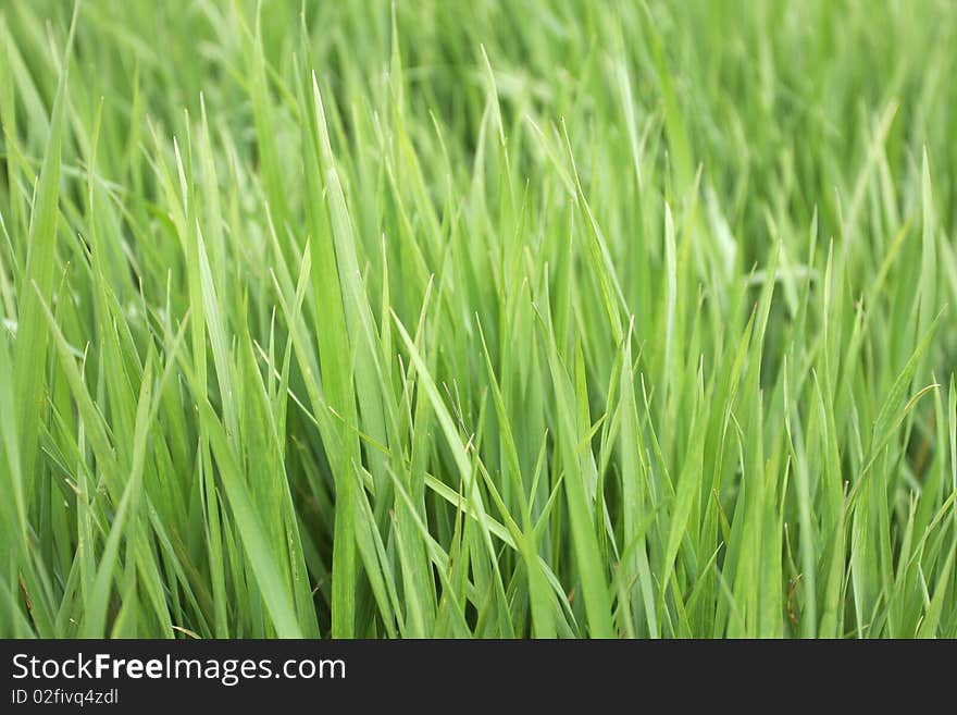 Background image of green grass