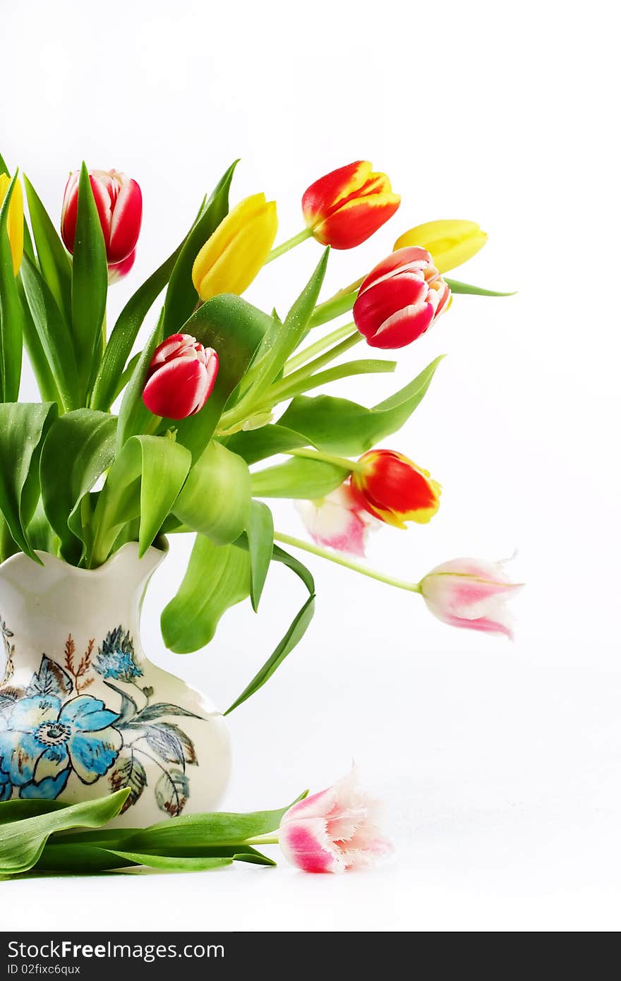 Bouquet of the fresh tulips on white background