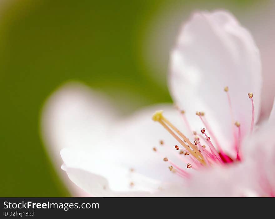 Beautiful pink tree flowers in spring. Macro. Beautiful pink tree flowers in spring. Macro.