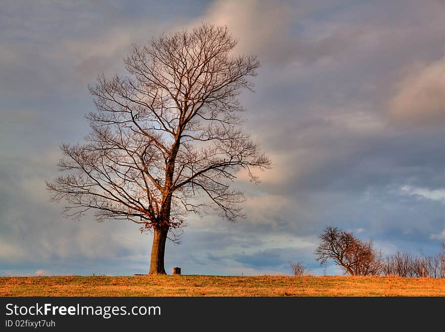 Dry Tree near the field