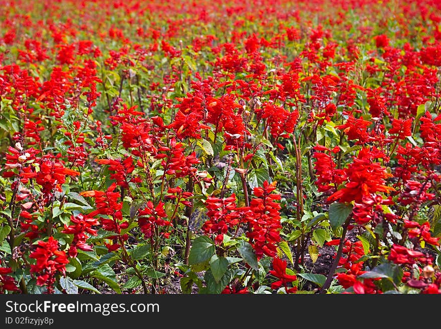 Lots of red flowers