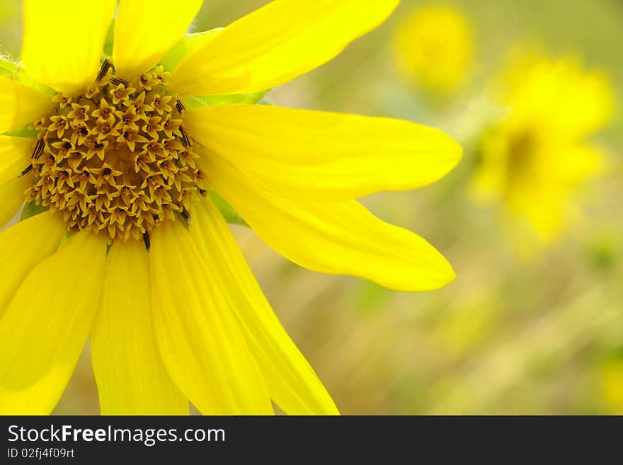 A yellow flower