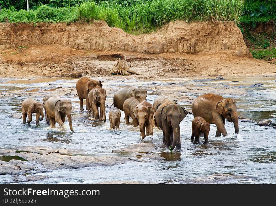 Flock of elefants are crossing the river near Pinnawela