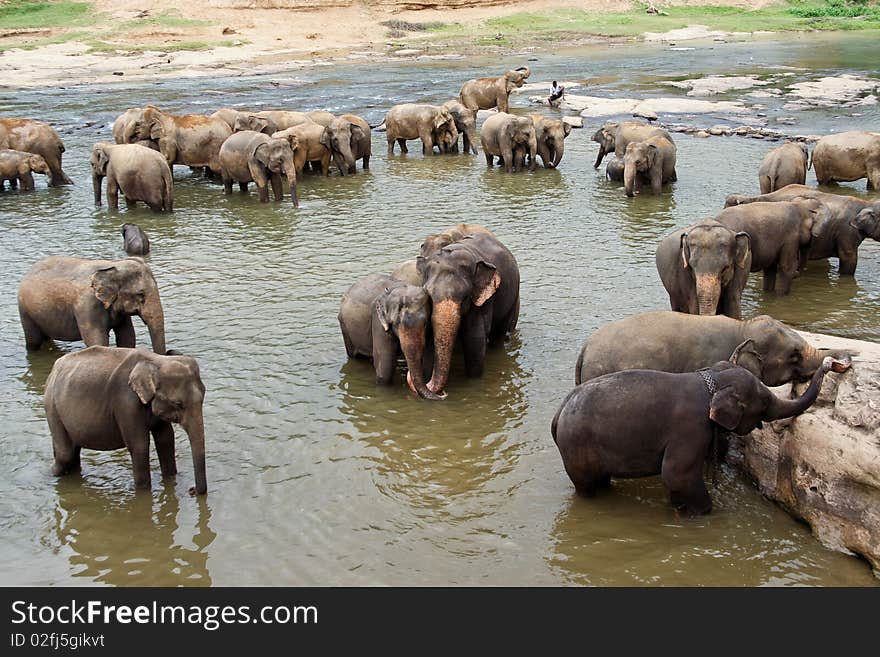 Hugging elefants touching smoothly the partner with the trunk