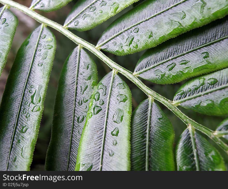 Fern leaf with rain drops