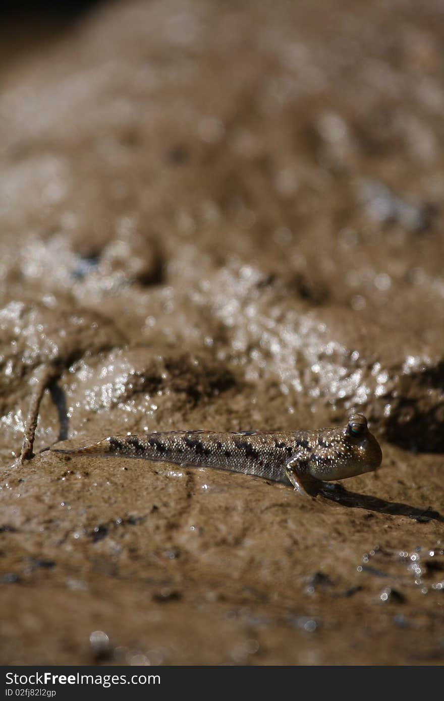 An mudskipper on a sand bank