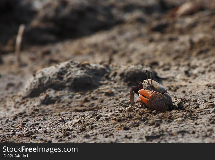 Fiddler crabs near Flores Indonesia