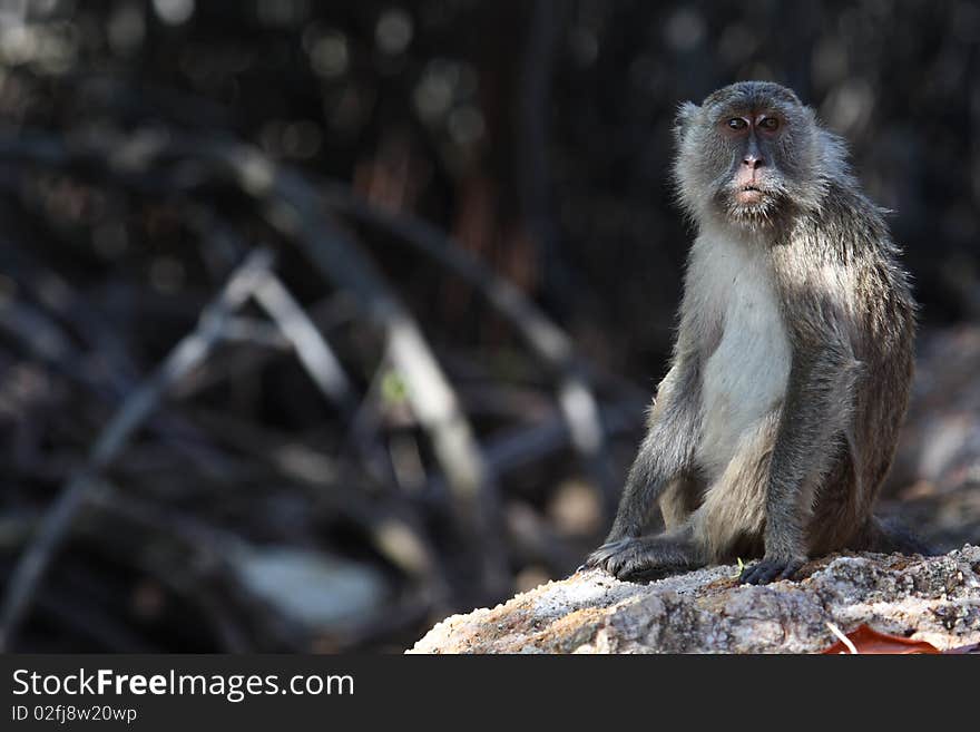 Long tailed macaque living between komodo dragons