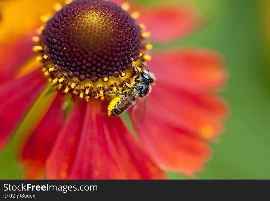 Bee on red sunbride flower. Bee on red sunbride flower