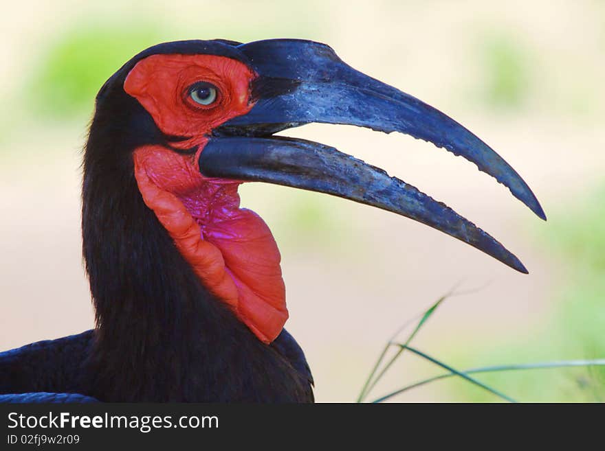 Ground-Hornbill