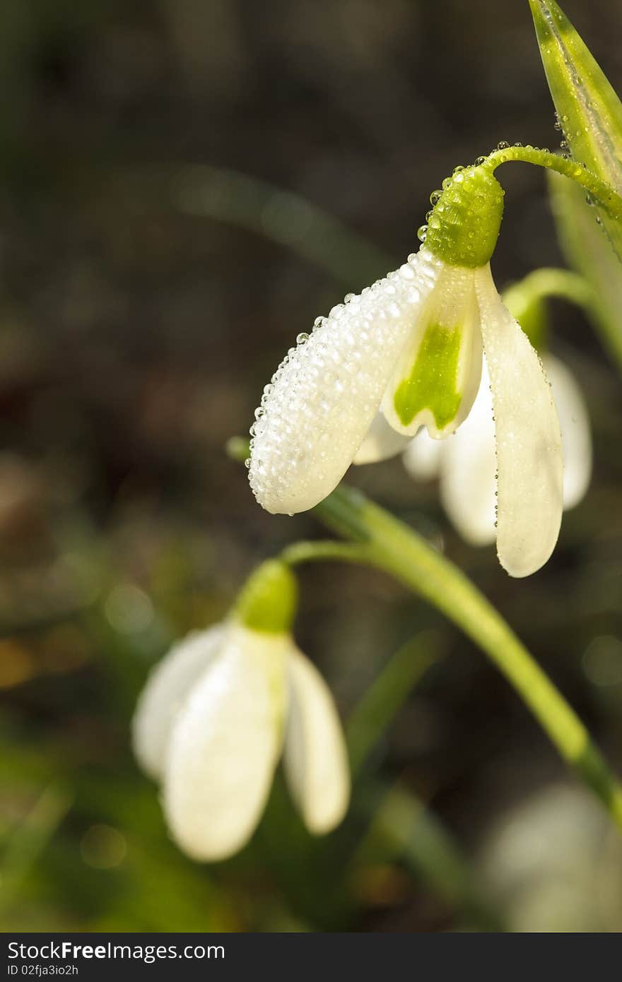 Snowdrops  in morning dew