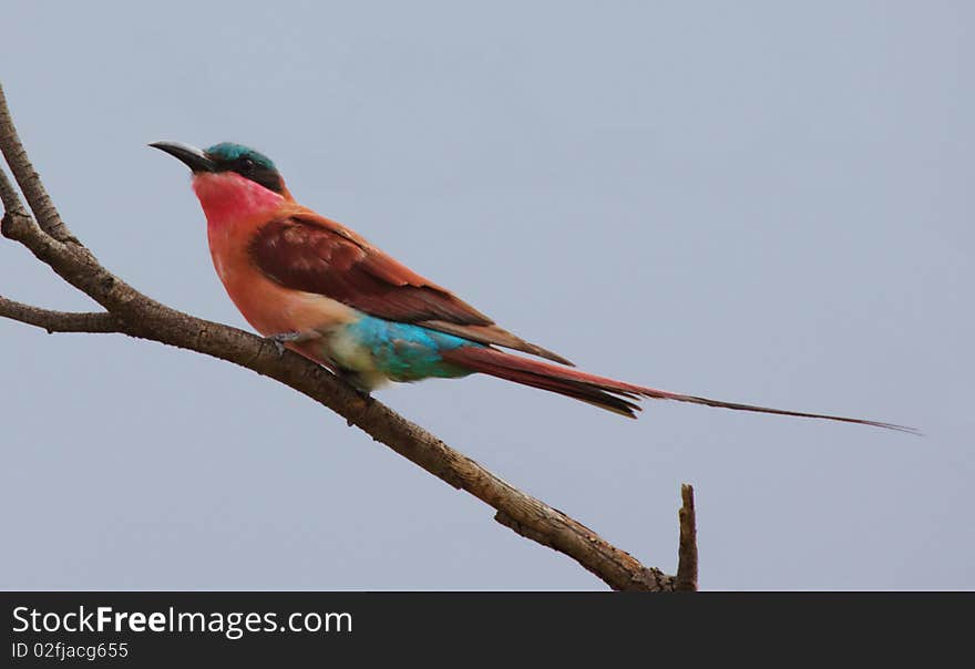 Carmine Bee-eater