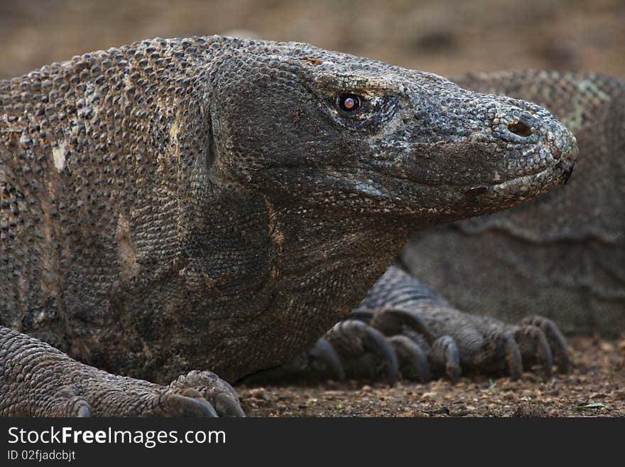 Big komodo dragon near Flores islands