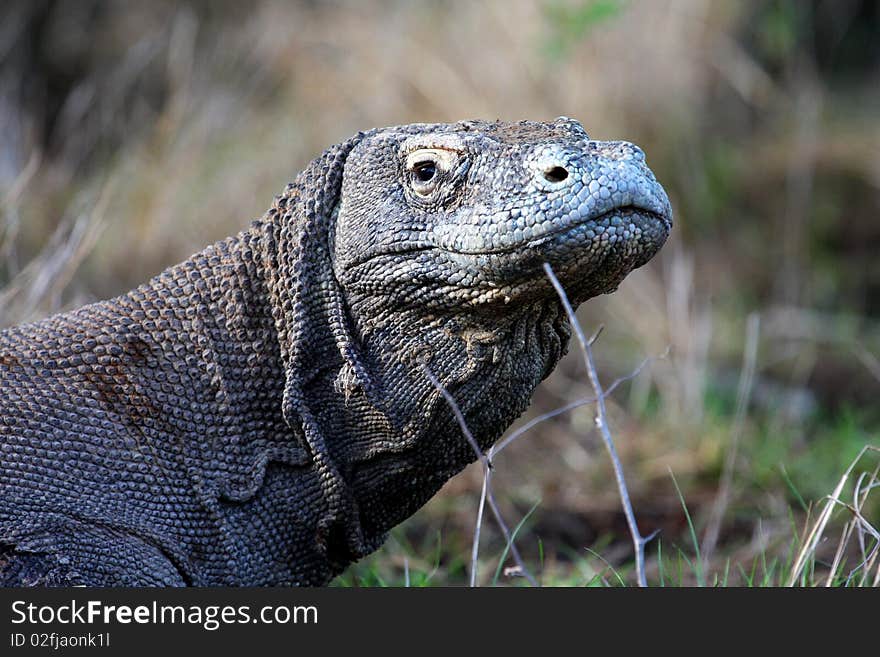 Komodo dragon on the hunt