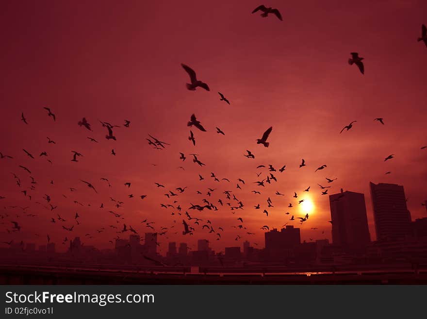 City of dusk and group of a bird