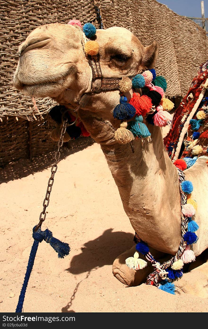 Portrait of beautiful camel, Makadi bay, Egypt