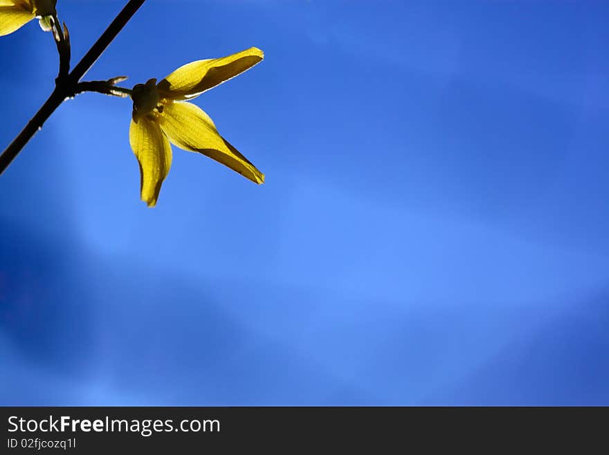 Flower on a branch of a tree in a spring wood