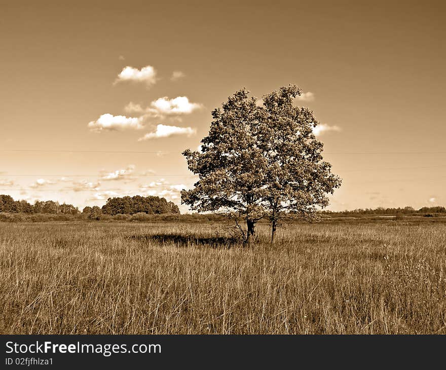 Two oaks on summer field. Two oaks on summer field