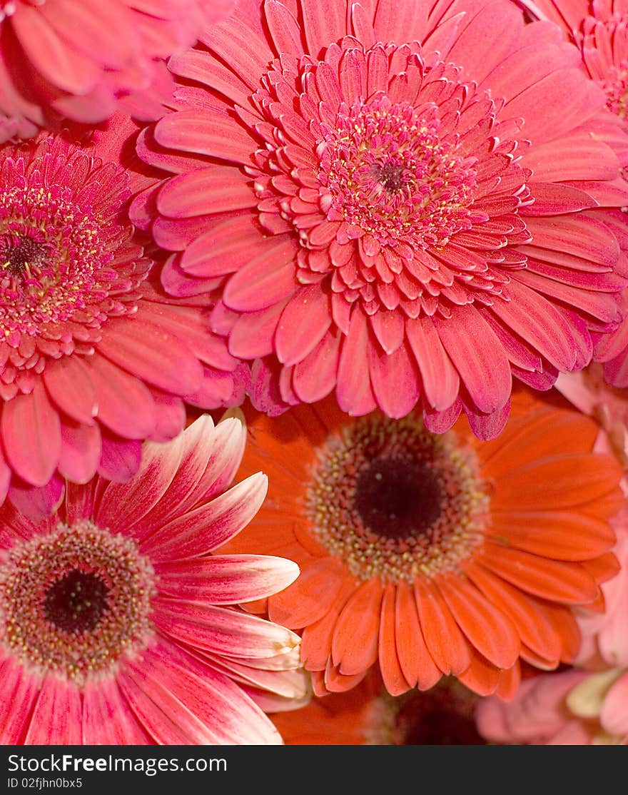 Beautiful fresh flowers in a bouquet background