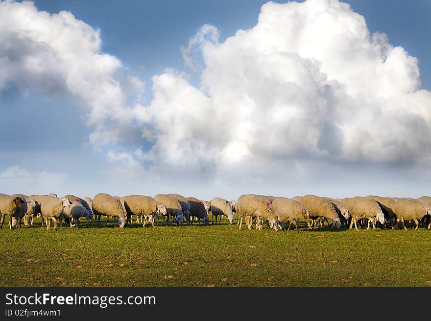 Shepherd with sheeps in a meadow