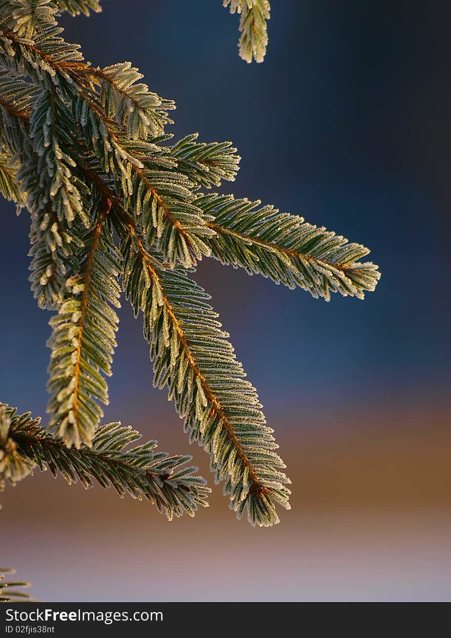 Spruce branch