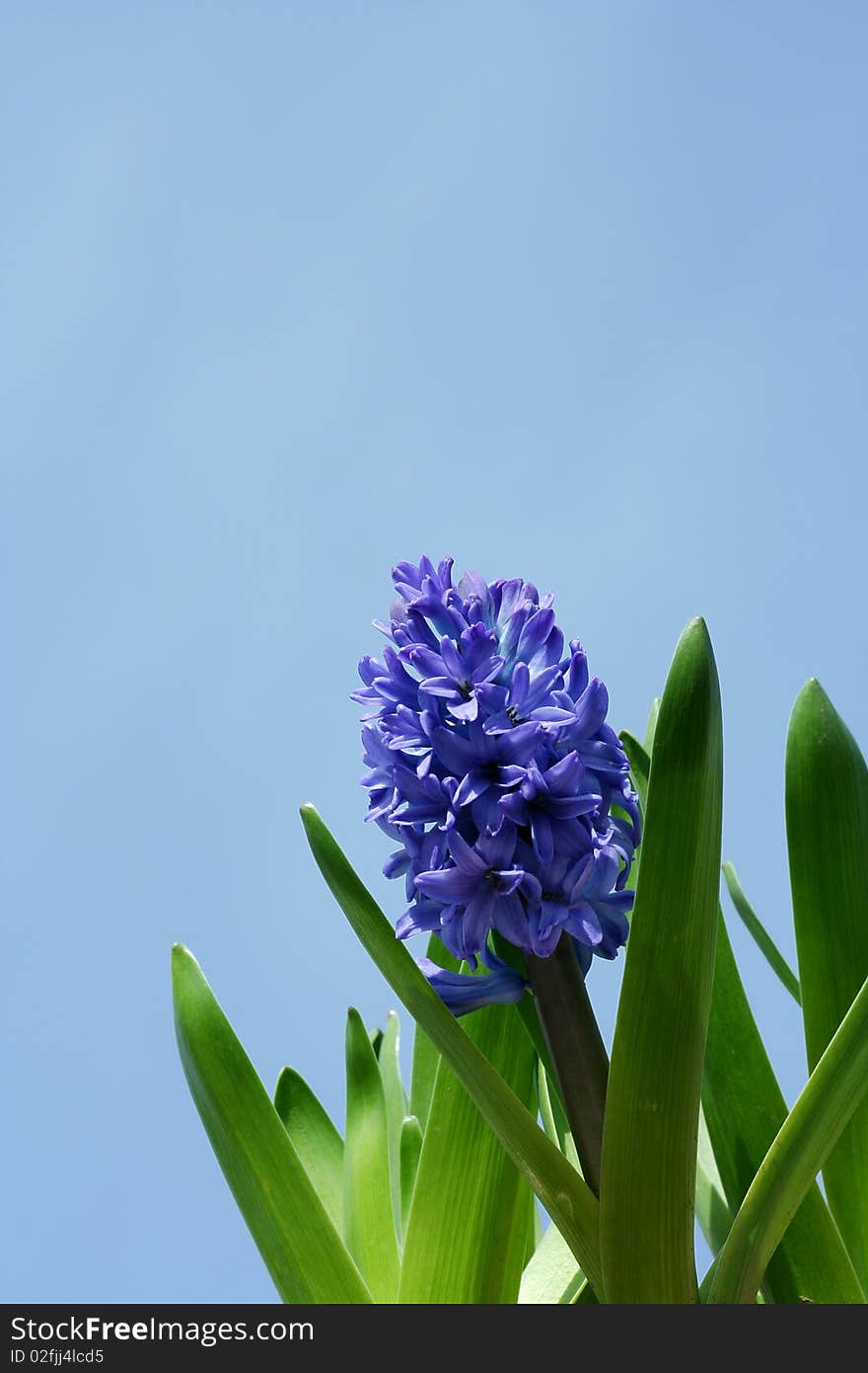 Spring hyacinths